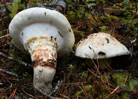 American Matsutake: Identification, Foraging, and Concerns - Mushroom Appreciation