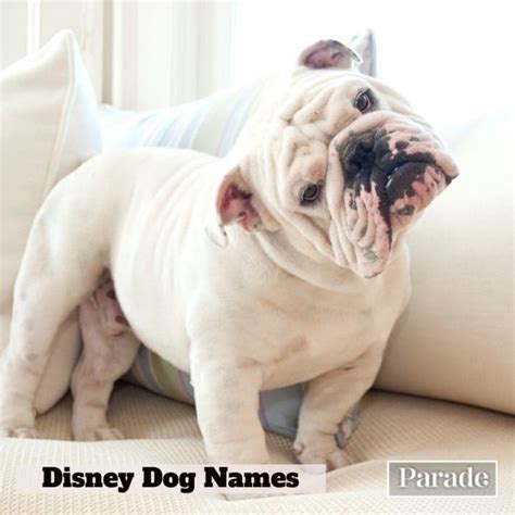 300 Disney Dog Names for Male, Female Pets - Parade Pets