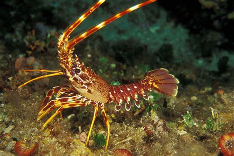 A Guide to Spiny Lobster Season in San Diego