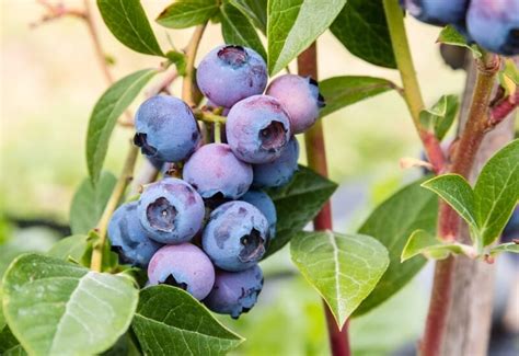 10 Best Blueberry Varieties For Home Gardeners - Gardening Chores