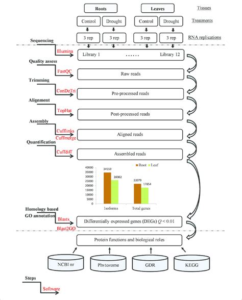 Rna Seq Pipeline