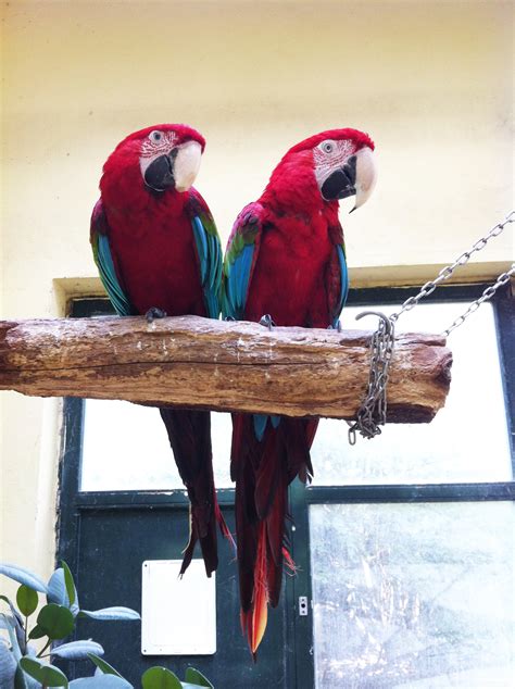 Parrot Cages | Glorious Relationships With Happy & Healthy Parrots