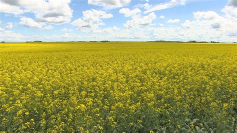 Fields of yellow: A promising start for canola crops | CBC News