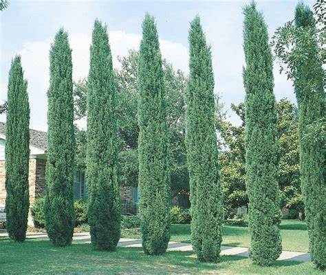 Italian Cypress Tree Facts, Cultivars, Growth Rate, Pictures