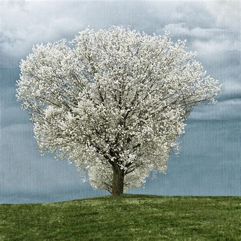 Pale White Tree On Cloudy Spring Day E83 Photograph by Wendell Franks