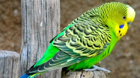 Budgie Australian Parrot Budgerigar Bird Green | HD Wallpaper Gallery ...