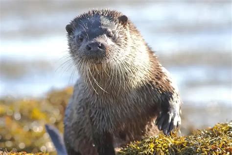 Bird and Wildlife Tours in North and South Uist