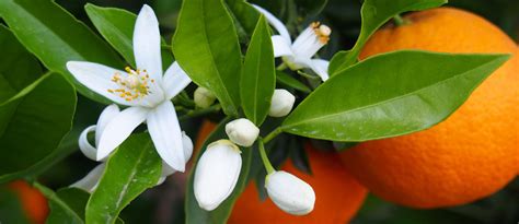 The orange blossom, adored and perfumed | Carrément Belle