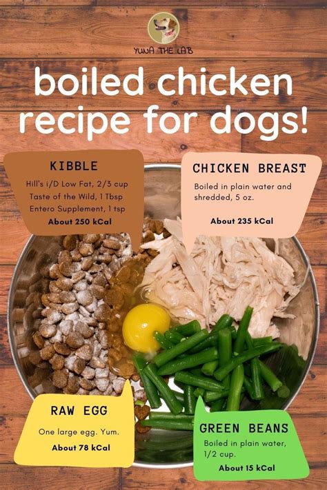 best homemade bland diet for dogs - Isabella Streeter