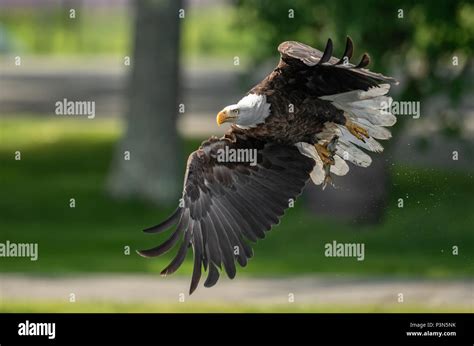 Bald eagle hunting hi-res stock photography and images - Alamy