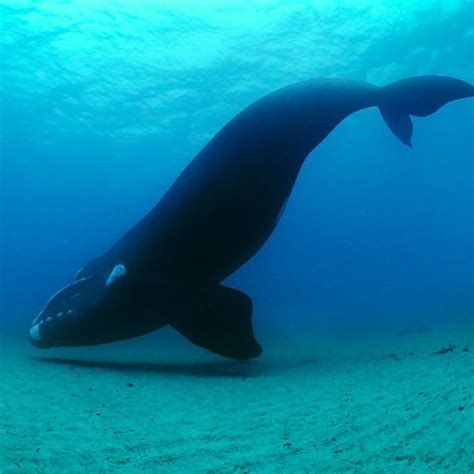 Facts: The Baleen Whale - Deep Marine Scenes (Podcast) | Listen Notes