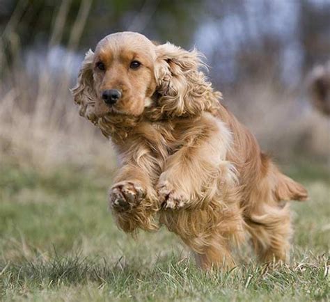 Golden Cocker Retriever Puppies