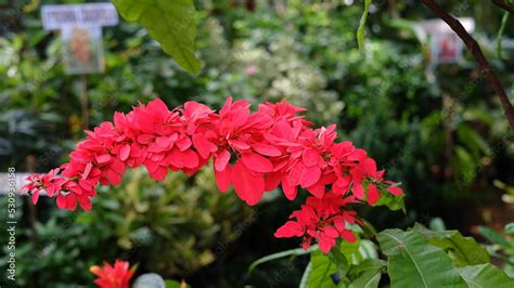 Pictures Of The National Flower Trinidad And Tobago | Best Flower Site