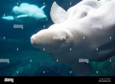 Beluga whales (Delphinapterus leucas) at the Georgia Aquarium in ...