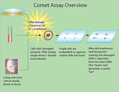 Comet Assay