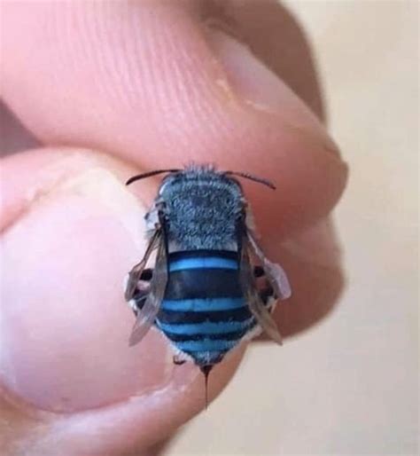 Blue Bee : r/RealLifeShinies