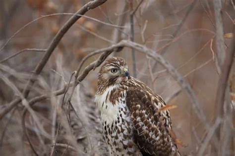 Hawks In Oklahoma: 9 Species To See In The Sooner State