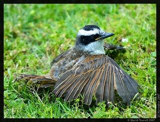 A great kiskadee fledgling resting between trying to impro… | Flickr