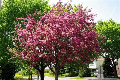 Zone 5 Flowering Trees