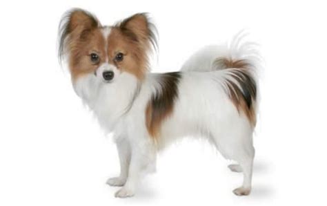 Papillon Dog Breed Information, Images, Characteristics, Health