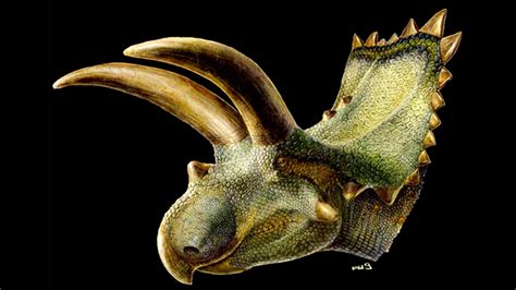 Triceratops? Bah! New Dino Had 5-Ton Horns | Fox News