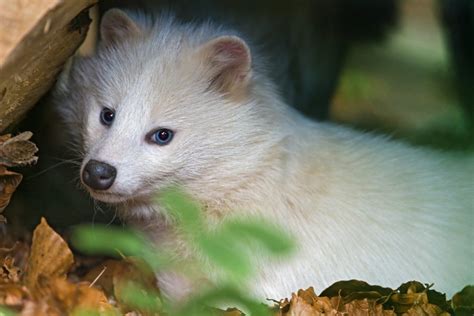 Can You Own a Raccoon Dog as a Pet? | PetHelpful