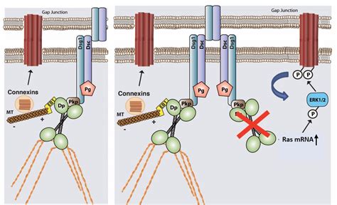 Desmosomes in Inherited Disease of Heart and Skin: Kathleen J. Green Lab: Feinberg School of ...