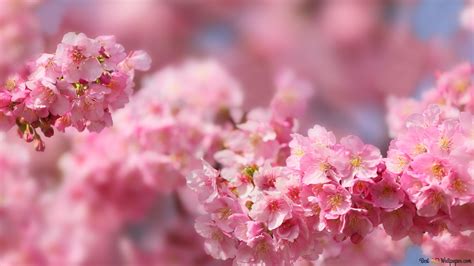 Sakura Flower 4K wallpaper download