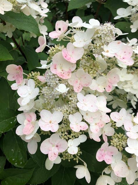 Hydrangea Fire & Ice – Northern Family Farms