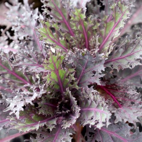 Kale Peacock Red for Sale | Garden Goods Direct