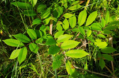 How to Identify, Remove, and Treat Poison Sumac