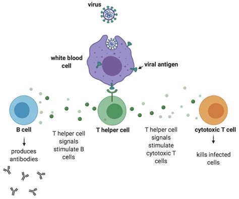 Immunity is not binary | Virology Blog