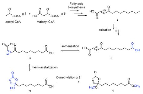 Plausible biosynthetic pathway of 1. | Download Scientific Diagram