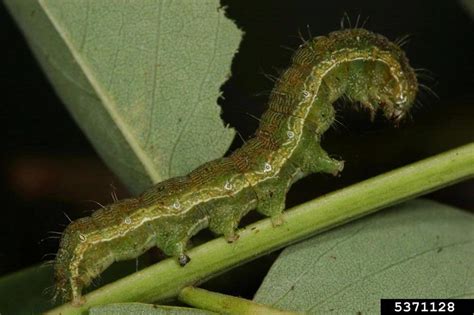 old world bollworm, cotton bollworm (Helicoverpa armigera)