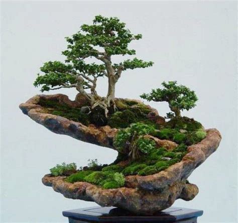 45+ Amazing Bonsai Indoor Trees Ideas For Indoor Decorations #gardendesign #gardeningtips # ...