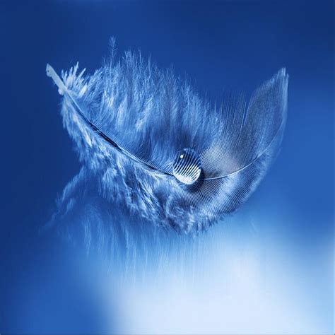 🔥 [30+] Blue Feather Wallpapers | WallpaperSafari