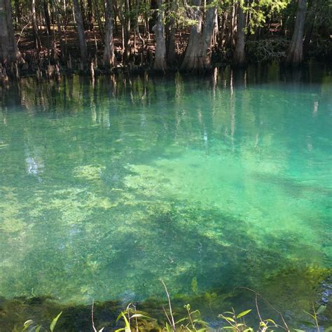 Manatee Springs State Park Camping | Chiefland, FL | The Dyrt