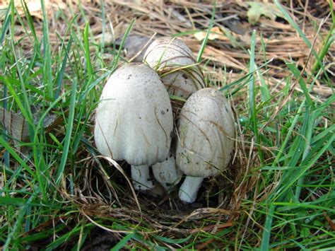 Coprinopsis atramentaria at Indiana Mushrooms