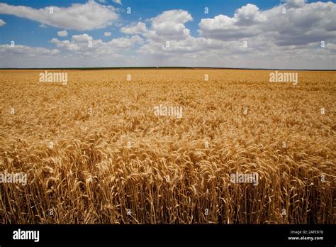 Desert agriculture. wheat field in the Negev Desert, Israel Stock Photo - Alamy