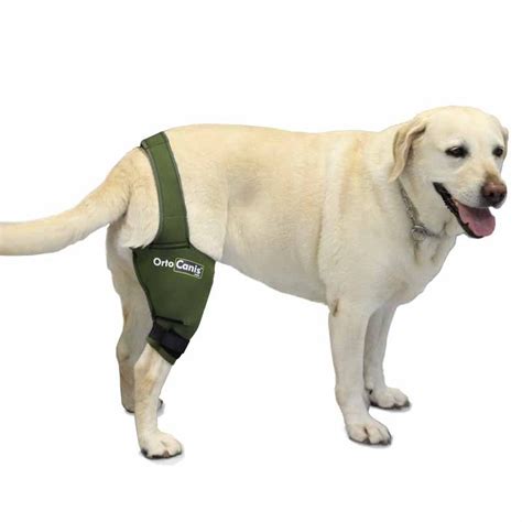 Dog knee brace | Dog braces, Cruciate ligament in dogs, Dog with braces