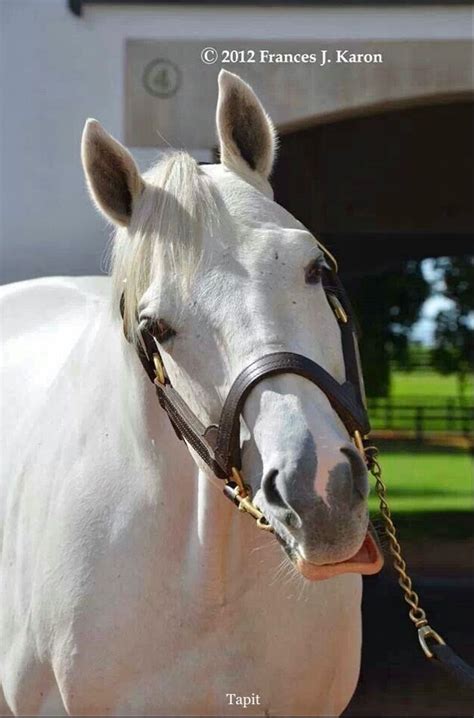 Thoroughbred Stallion, Tapit | Thoroughbred horse, Horses, Thoroughbred ...