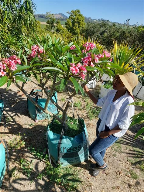 Plumeria rubra - Trees SA