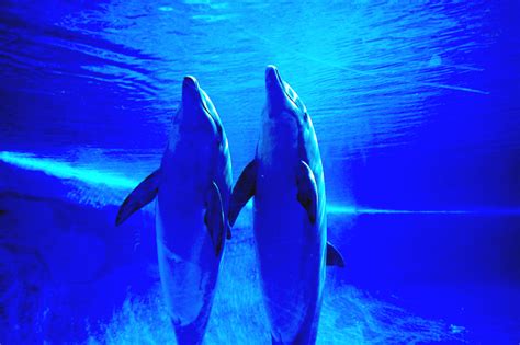 Blue dolphins, free photo files, #1392875 - FreeImages.com