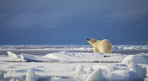 Are There Polar Bears In Antarctica? | Aurora Expeditions