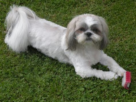 Shih Tzu Grooming - Tips & Styles | Canna-Pet®