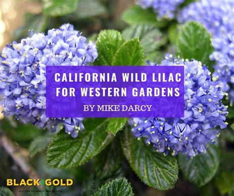 California Wild Lilac for Western Gardens – Black Gold