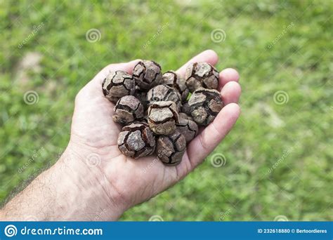 A Handful of Cupressus Sempervirens Pine Cones. Cupressaceae, Plantae ...