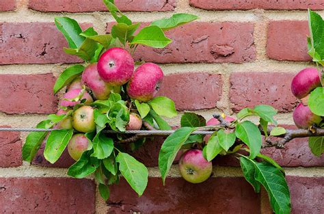 How to Espalier a Fruit Tree – Ladybird Nursery