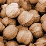 Hickory-nuts | Suburban Foragers