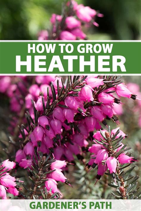 The Ultimate Guide To Companion Plants For Heather - clothing-on-sale